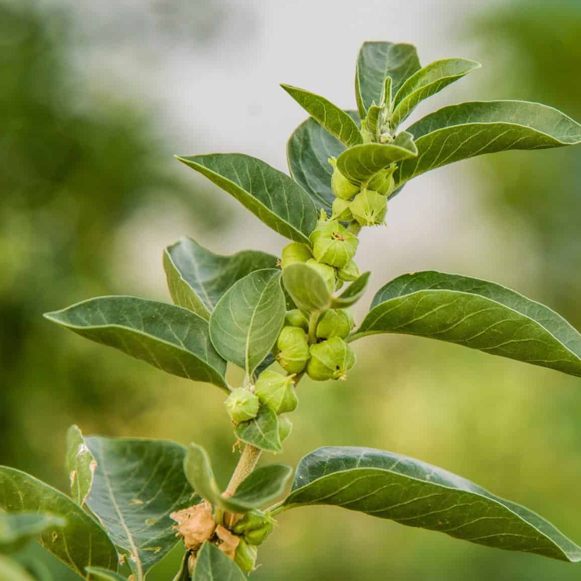 Green Ashwagandha Seeds 