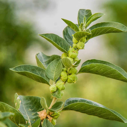 Green Ashwagandha Seeds 