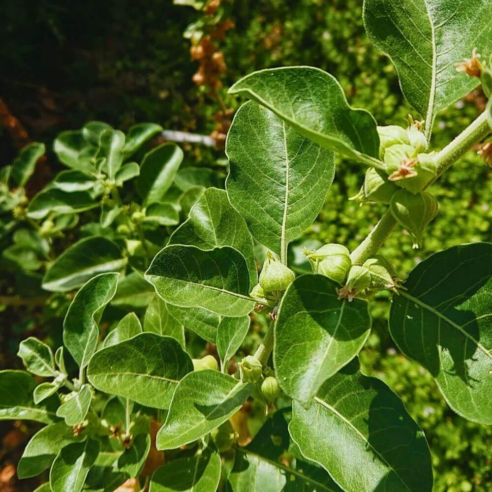 Green Ashwagandha Seeds 