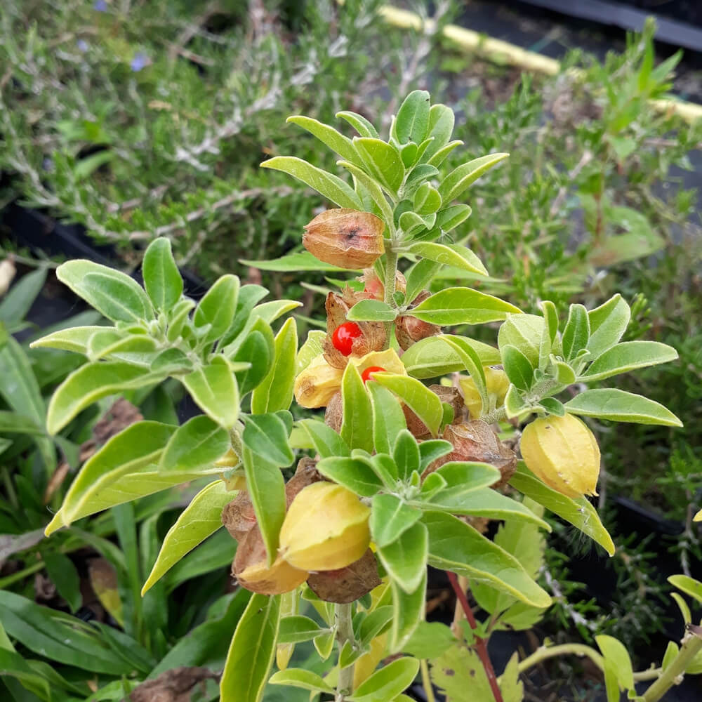 Green Ashwagandha Seeds 