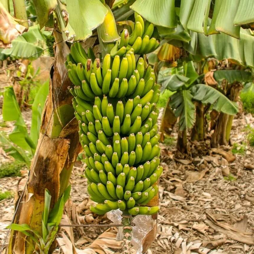 Green Banana Seeds 
