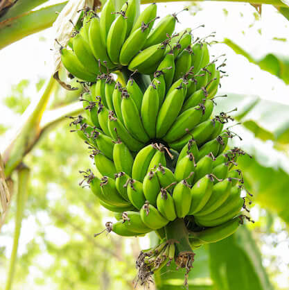 Green Banana Seeds 