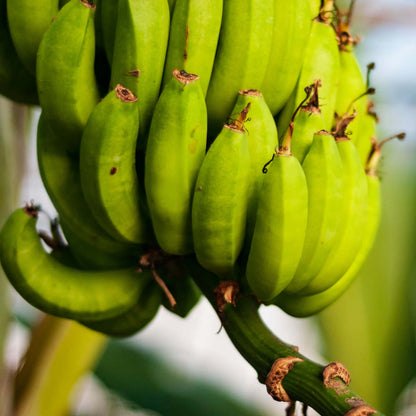 Green Banana Seeds 