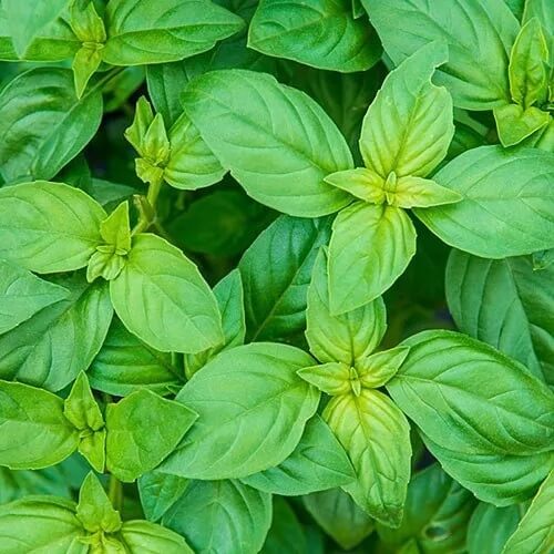  Green Basil Seeds - Herbal Plant