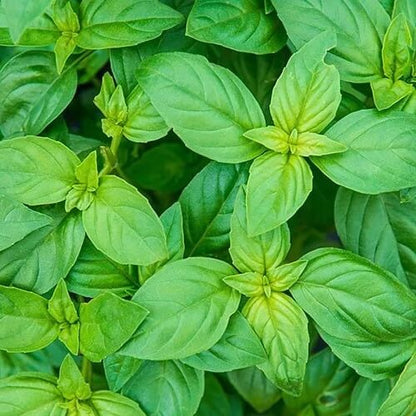  Green Basil Seeds - Herbal Plant
