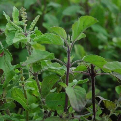  Green Basil Seeds - Herbal Plant