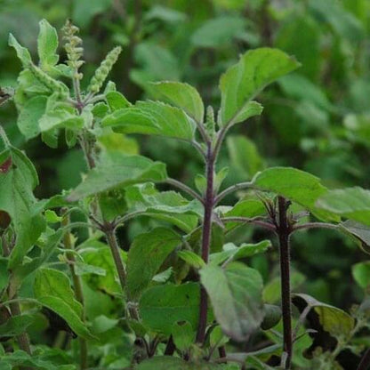  Green Basil Seeds - Herbal Plant
