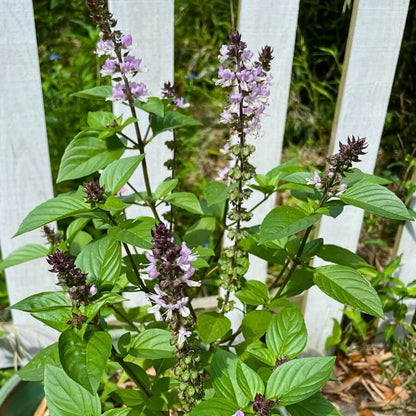  Green Basil Seeds - Herbal Plant