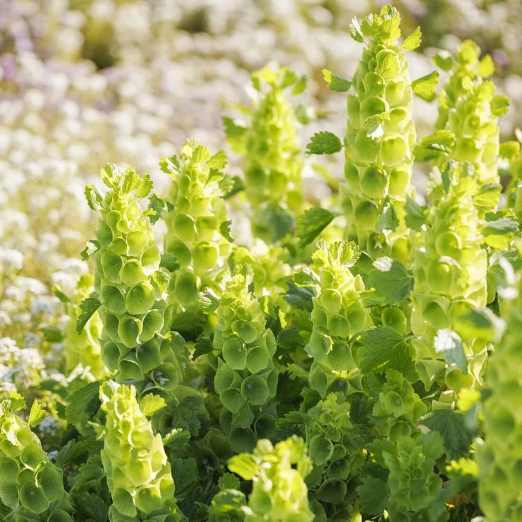 Green Bells of Ireland Seeds - Flower Plant for Home Gardens