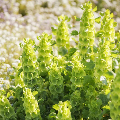 Green Bells of Ireland Seeds - Flower Plant for Home Gardens