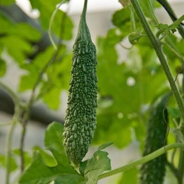 Green Bitter Gourd Seeds