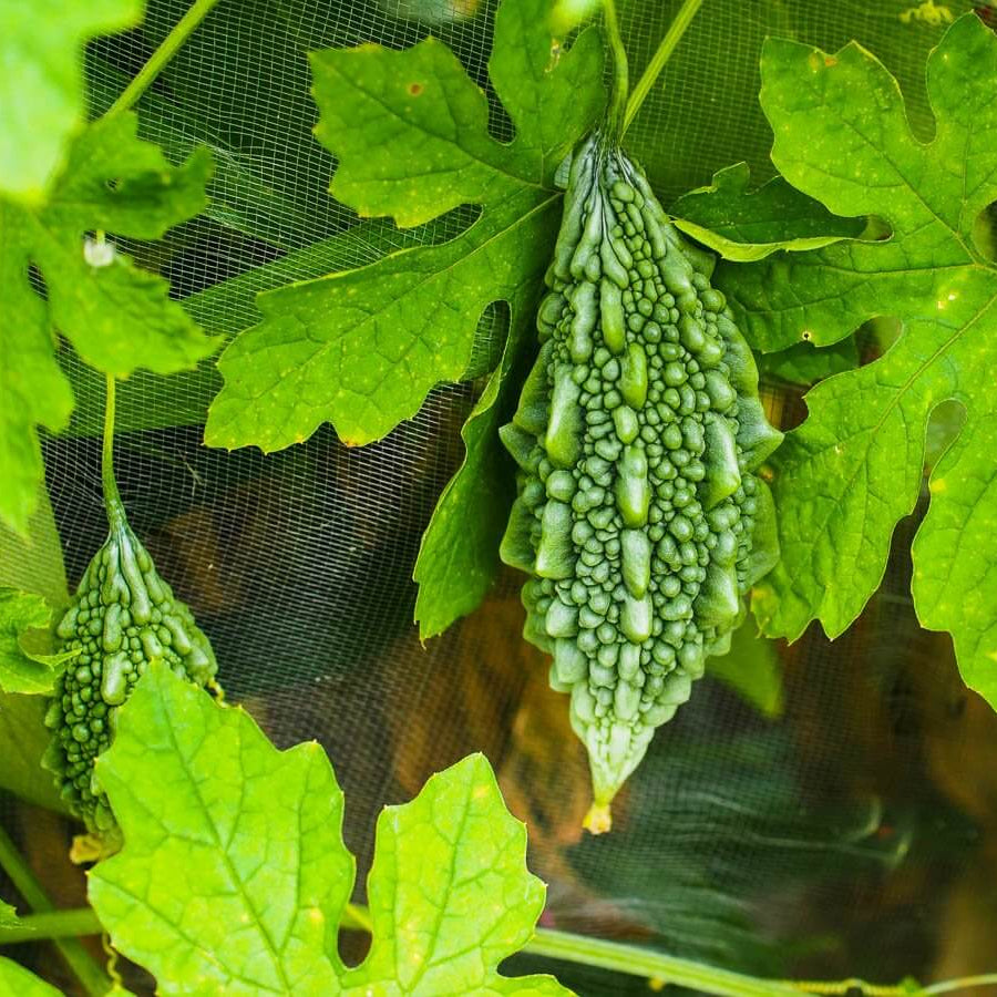 Green Bitter Gourd Seeds