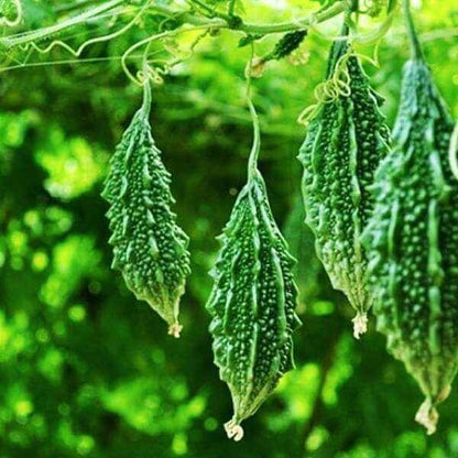 Green Bitter Gourd Seeds