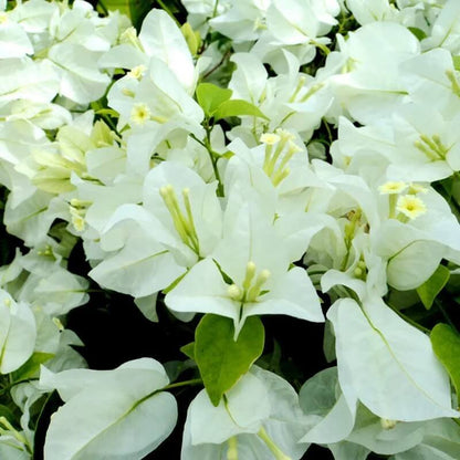 Green Bougainvillea Seeds