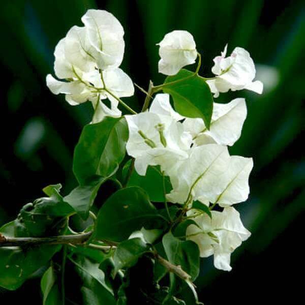 Green Bougainvillea Seeds