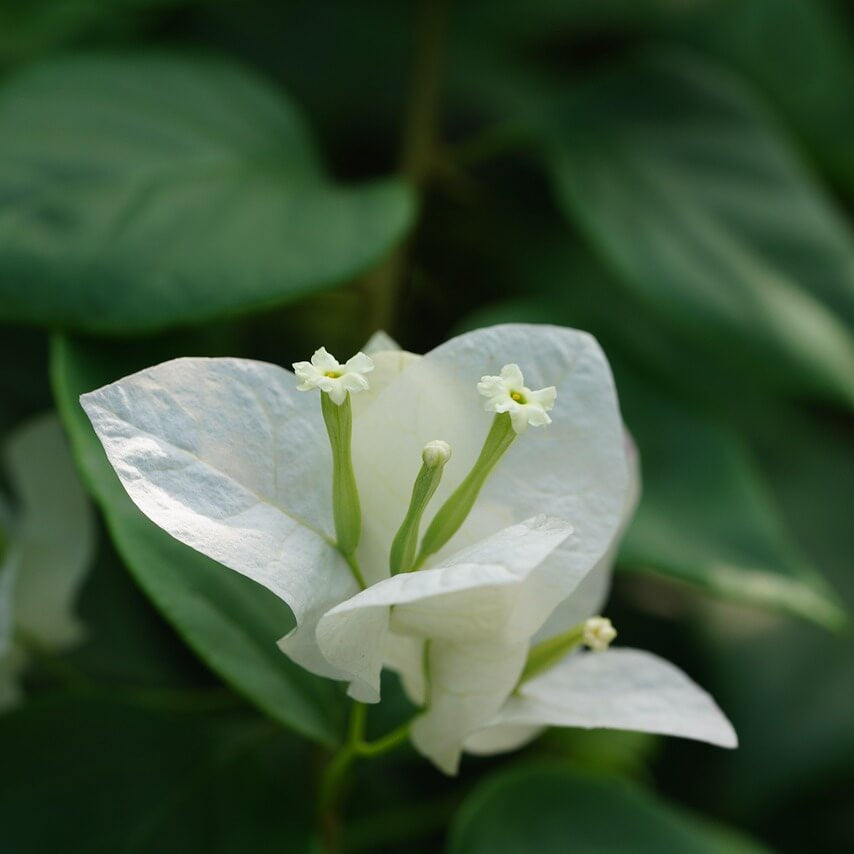 Green Bougainvillea Seeds