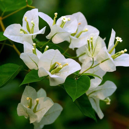 Green Bougainvillea Seeds