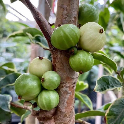 Green Brazilian Grape Seeds