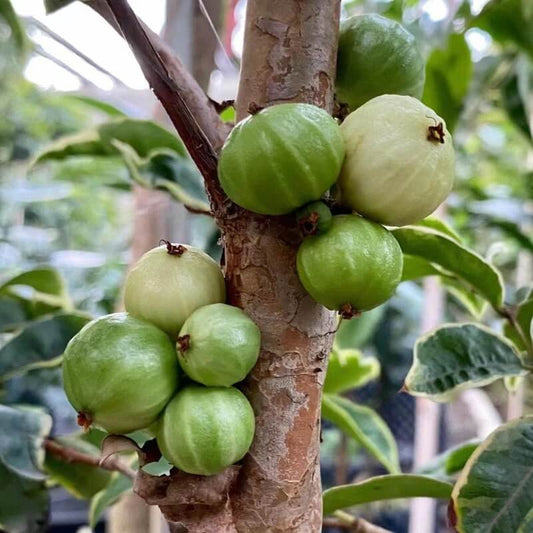 Green Brazilian Grape Seeds
