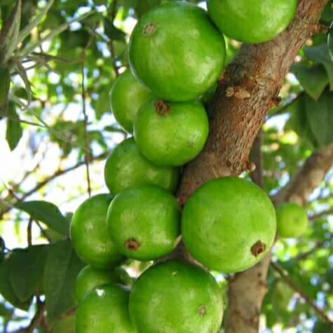 Green Brazilian Grape Seeds