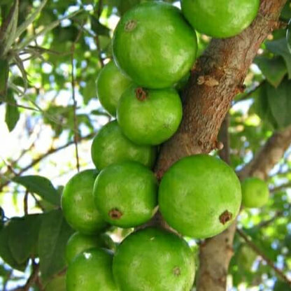 Green Brazilian Grape Seeds