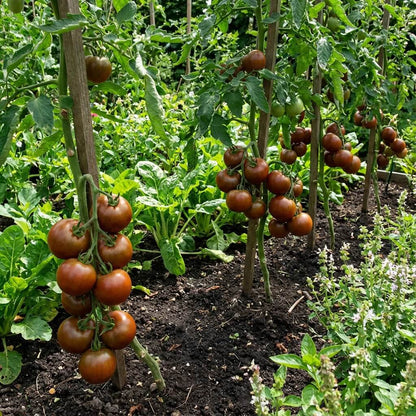 Green Brown Tomato Seeds