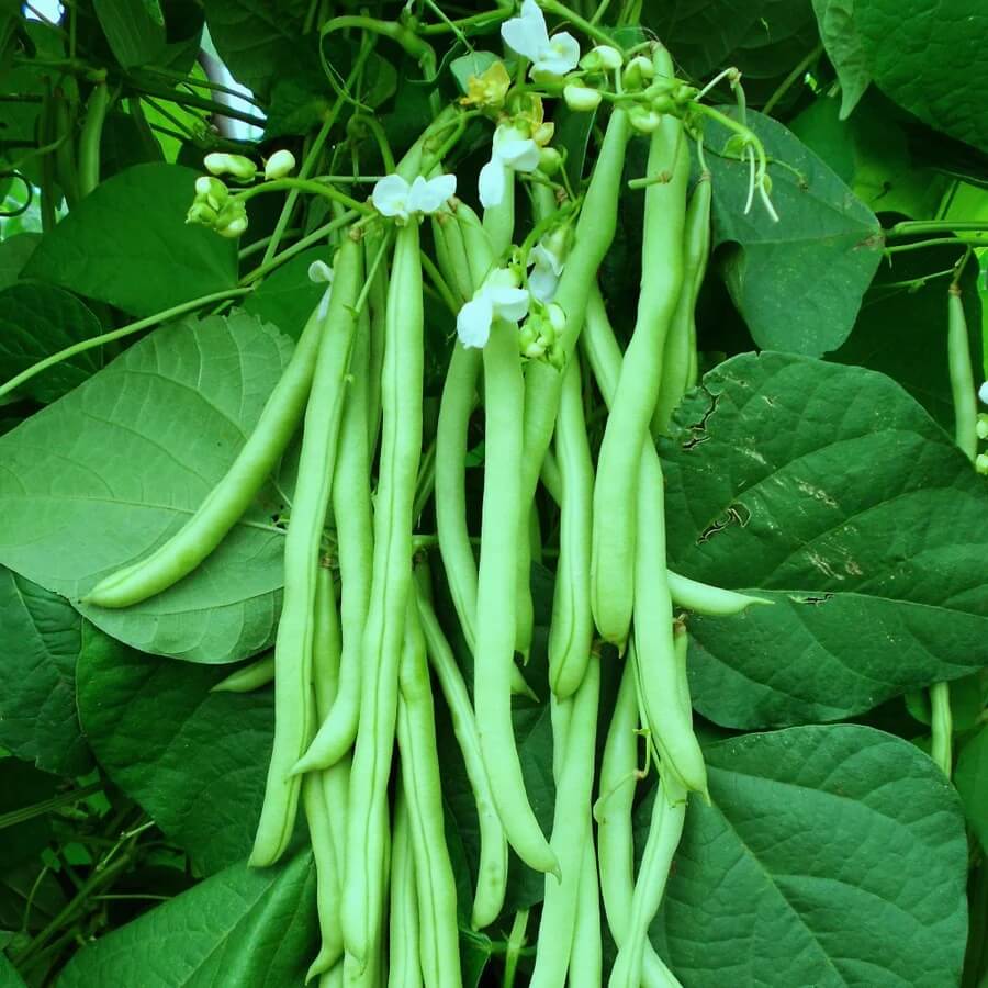 Green Bush Bean Seeds