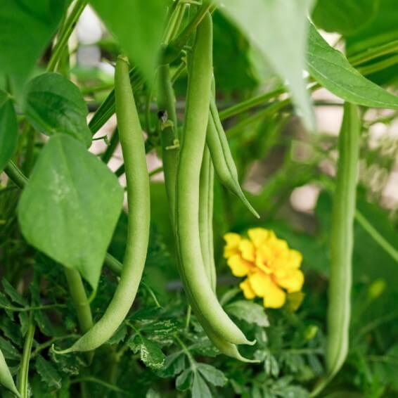 Green Bush Bean Seeds