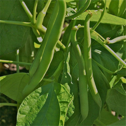 Green Bush Bean Seeds