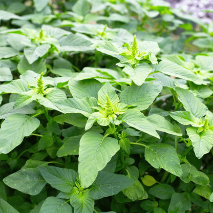 Green Callaloo Seeds