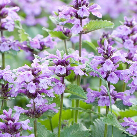 Green Cat Mint Seeds - Herbal Plant