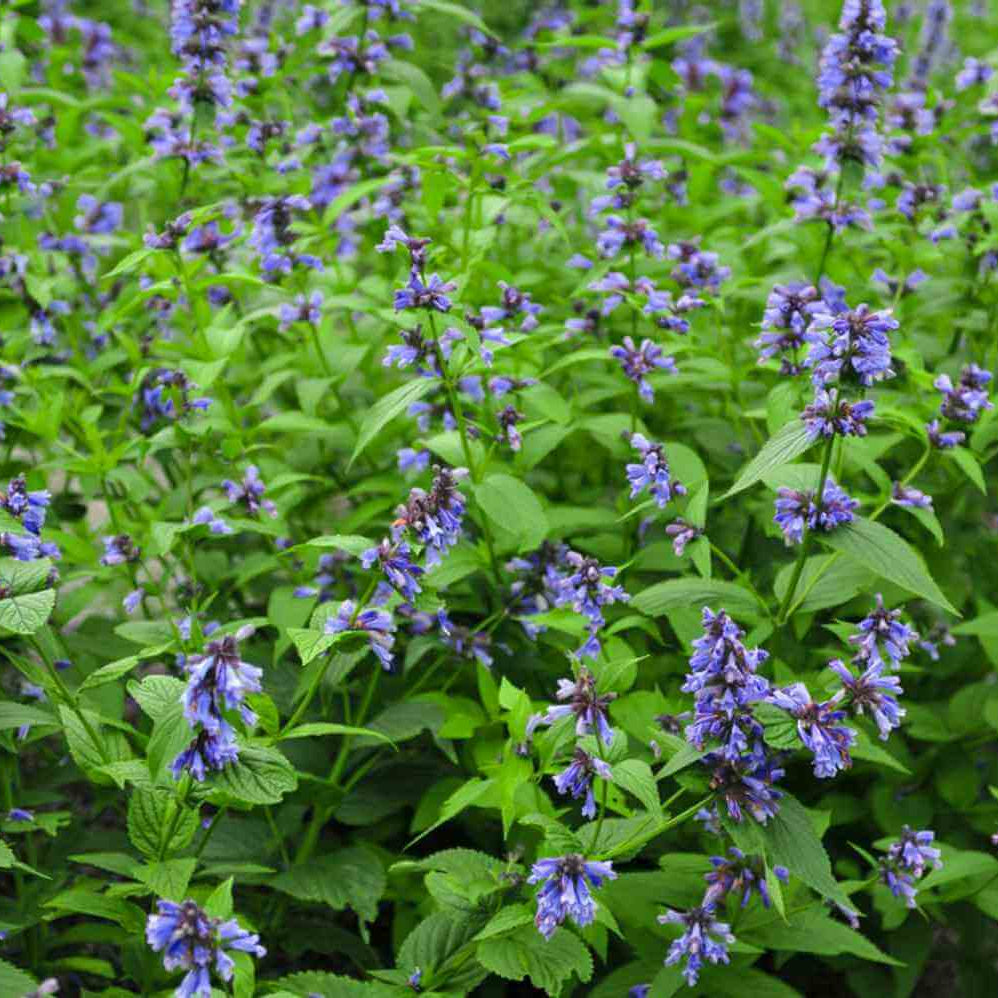 Green Cat Mint Seeds - Herbal Plant