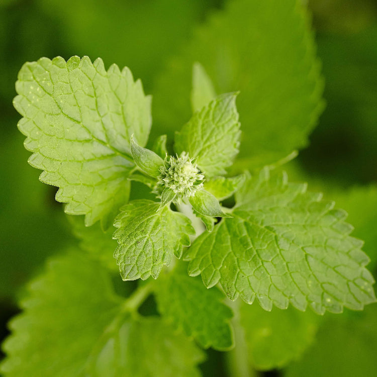 Green Cat Mint Seeds - Herbal Plant