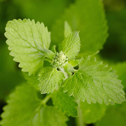 Green Cat Mint Seeds - Herbal Plant
