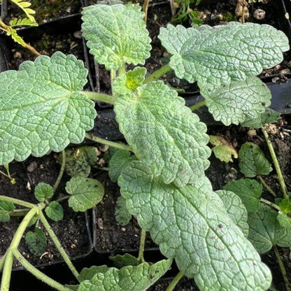 Green Cat Mint Seeds - Herbal Plant