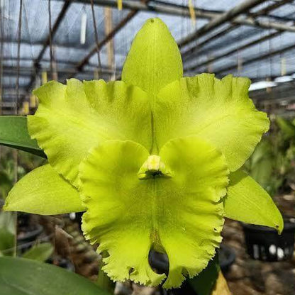 Green Cattleya Orchid Seeds 