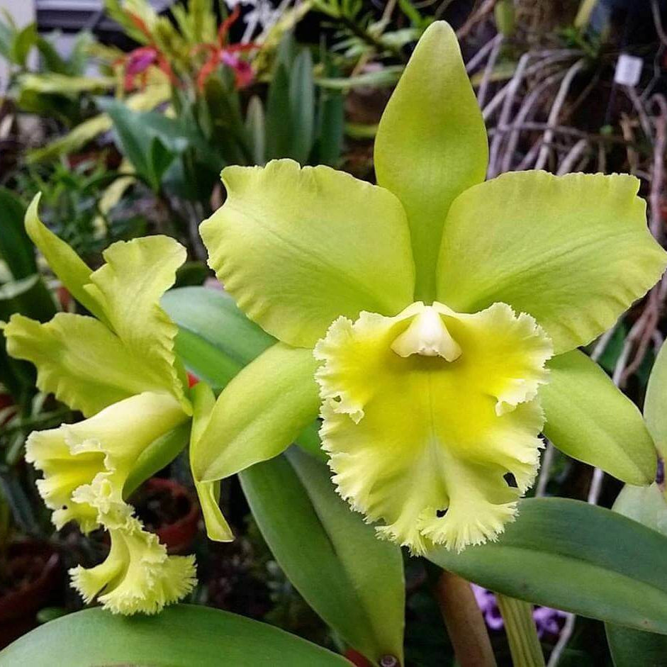 Green Cattleya Orchid Seeds 