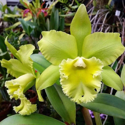 Green Cattleya Orchid Seeds 