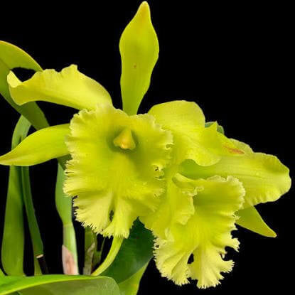 Green Cattleya Orchid Seeds 