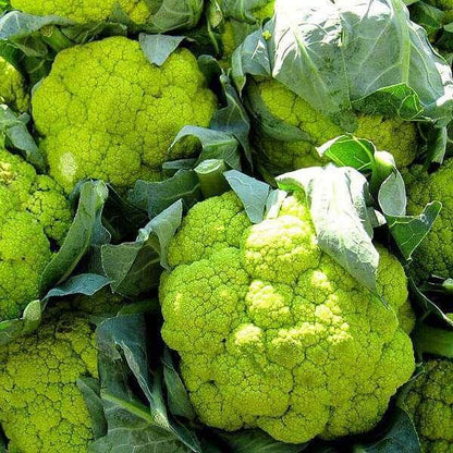 Green Cauliflower Seeds