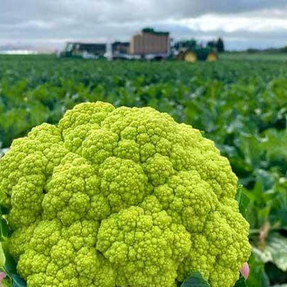 Green Cauliflower Seeds