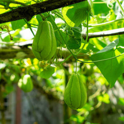 Green Chayote Seeds