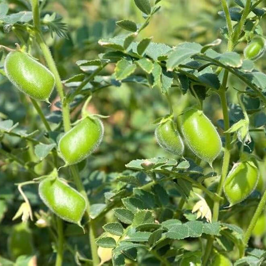 Green Chickpea Seeds