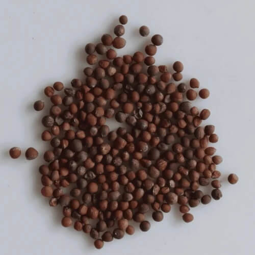 Green Choy Sum Seeds
