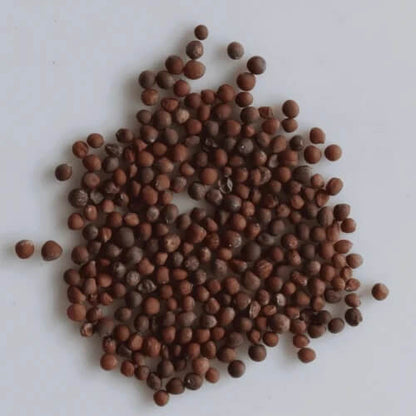 Green Choy Sum Seeds