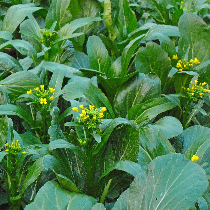 Green Choy Sum Seeds