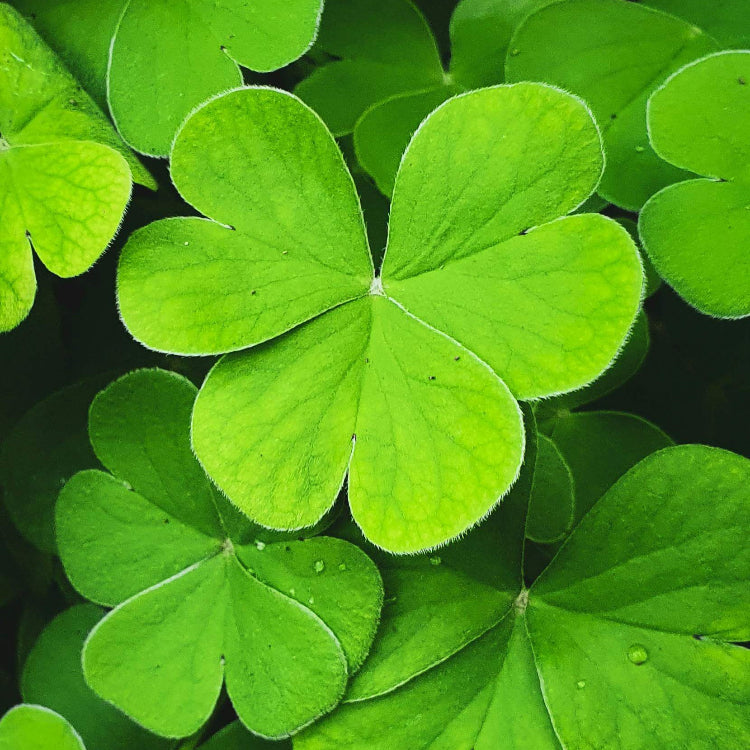 Green Clover Seeds - Herbal Plant