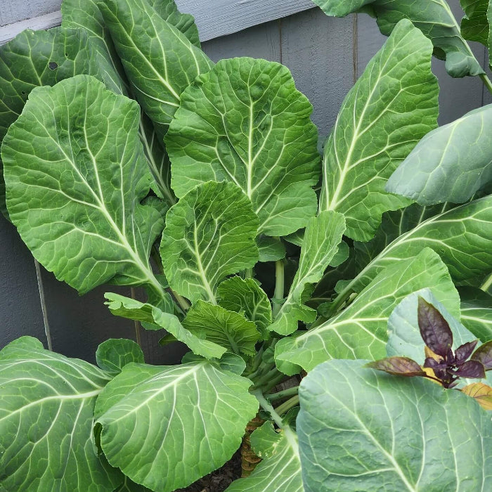 Green Collard Greens Seeds 