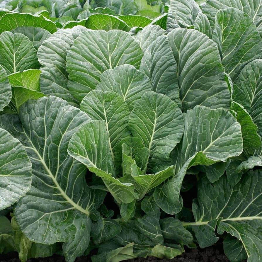 Green Collard Greens Seeds 