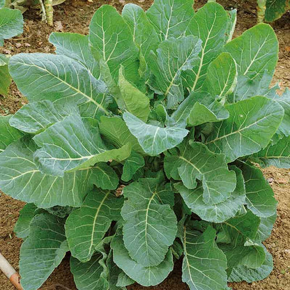 Green Collard Greens Seeds 